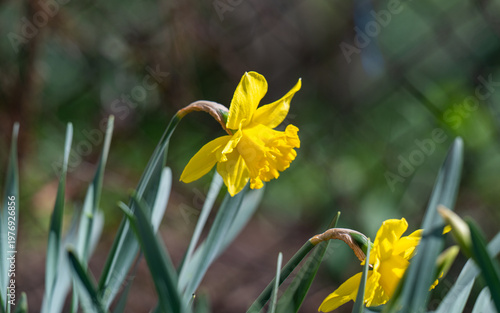 A photo of yellow daffodils in a flowerbed
