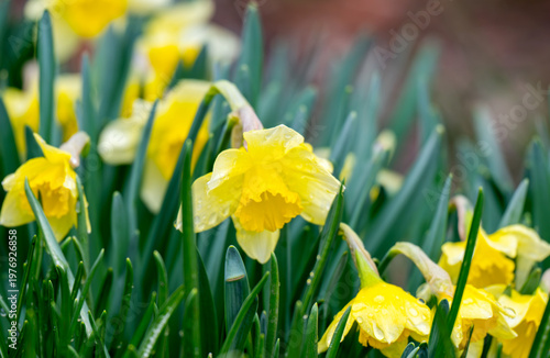 A photo of yellow daffodils in a flowerbed