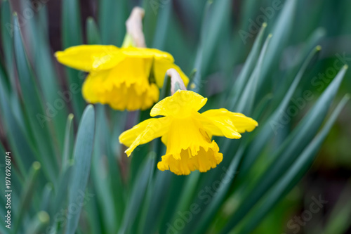 A photo of yellow daffodils in a flowerbed