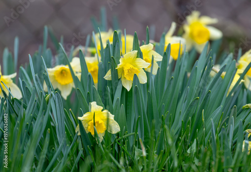 A photo of yellow daffodils in a flowerbed
