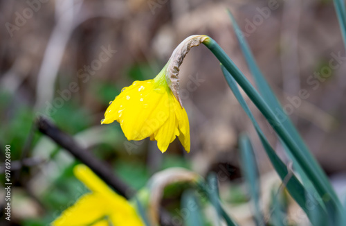 A photo of yellow daffodils in a flowerbed