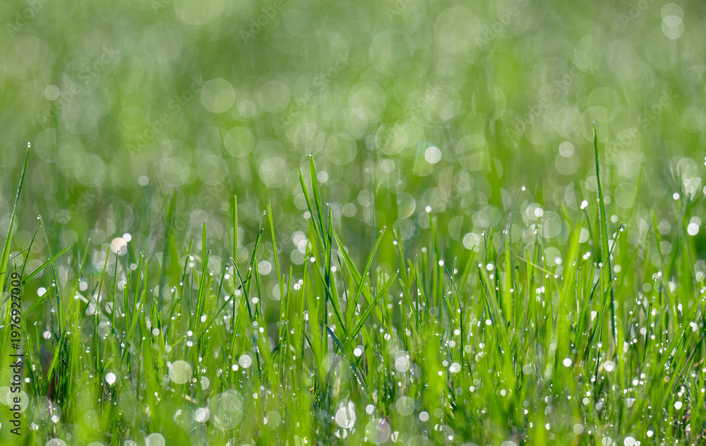 Naklejka premium green grass with dew early in the morning
