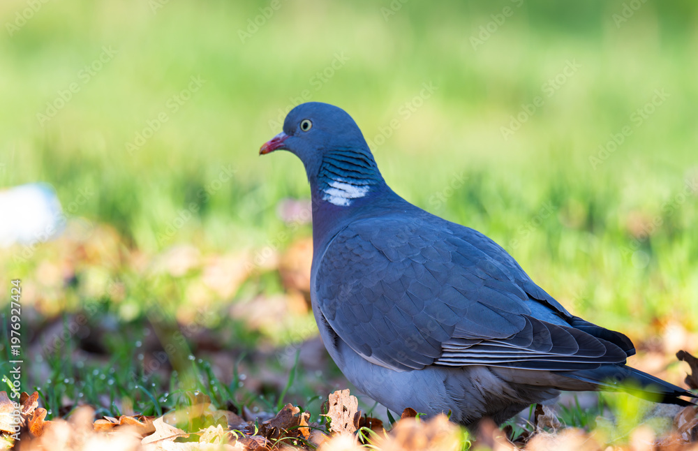 Fototapeta premium photo of a wood pigeon