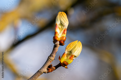 photo of a chestnut bud in spring