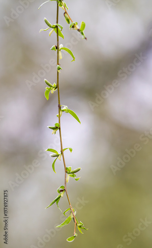photo of a blossoming willow in spring