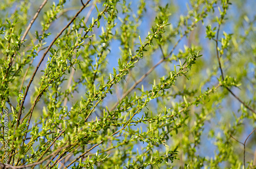 photo of a blossoming willow in spring