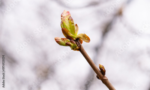 A close-up photo of a chestnut bud