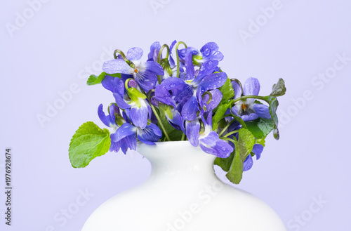 wild violet flowers in a vase