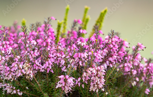 Floral tapestry of vibrant pink heather blossoms