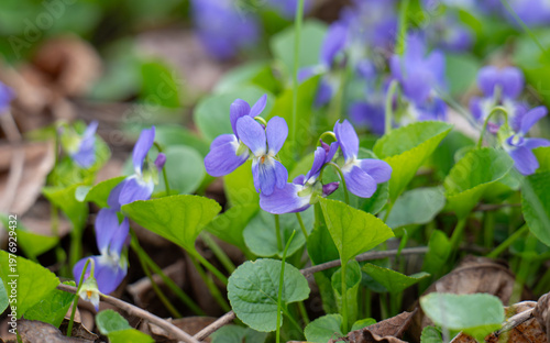 morning scene featuring a meadow filled with wildflowers and violets