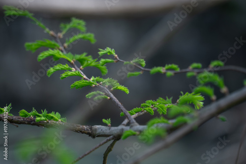 Close-up of fresh green pinnate compound leaves on a young branch