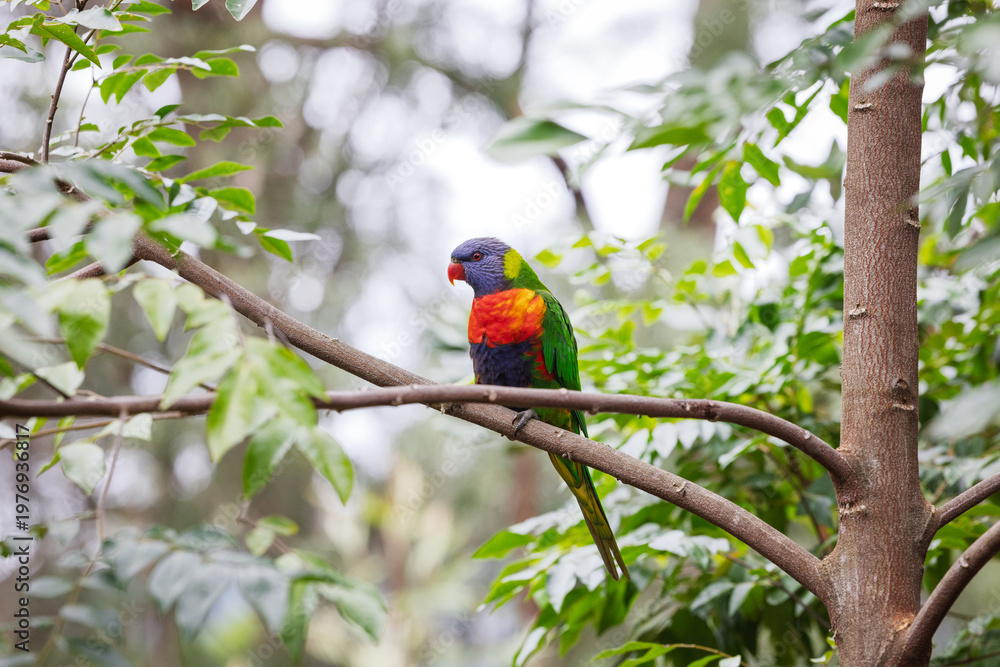 Obraz premium Portrait of a beautifully vibrant, multi-coloured Rainbow Lorikeet (Trichoglossus moluccanus) perched on a branch surrounded by lush green foliage. Photographed on a bright sunny day.