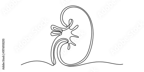 A minimalist single continuous line drawing of a human kidney organ on a plain white background Vector, illustration