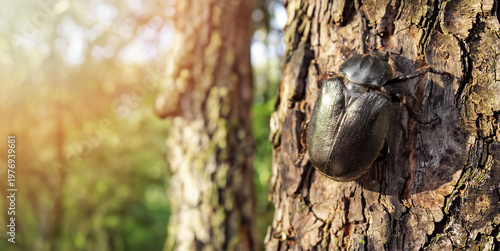 Bild auf Leinwand Hermit beetle on tree bark