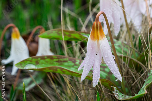Erythronium caucasicum in natural habitat, macro view