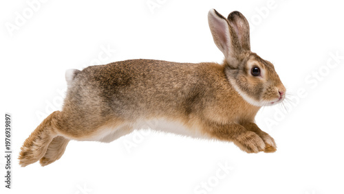 Fotografía Brown wild rabbit jumping mid-air with long ears and fur