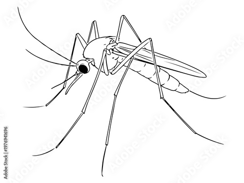 Vector black and white line drawing  of a mosquito with long legs, antennae, and transparent wings, showcasing the insect's anatomy and structure.Minimalist mosquito vector illustration