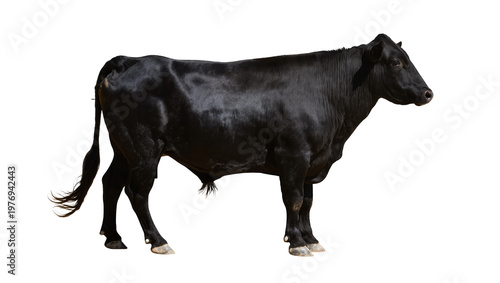 Bild auf Leinwand Black Angus Bull Standing on White Surface