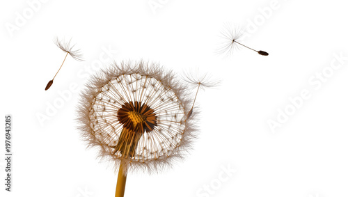 Fotografía Fluffy dandelion seed head with airborne seeds