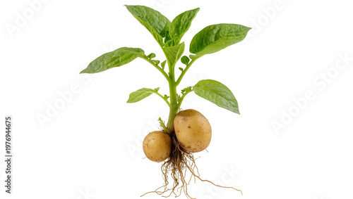 Sprouting Potato Tubers with Green Leaves and Root System
