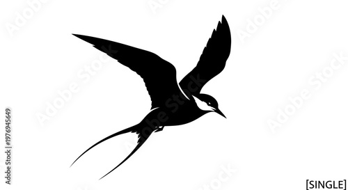 Elegant black bird silhouette flying with long tail streamers