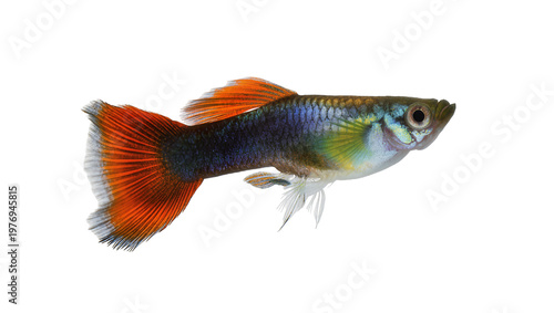 Vibrant male Guppy fish with orange and blue coloration