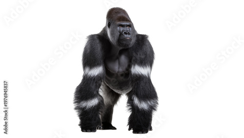 Muscular Silverback Gorilla Standing Facing Forward