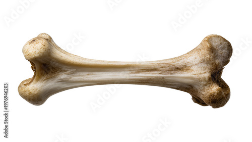 Fotografia Weathered animal bone with textured ends and subtle surface details