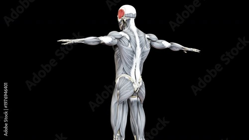 Human Body Muscular System Head Muscles Temporal Muscle Anatomy Animation Concept