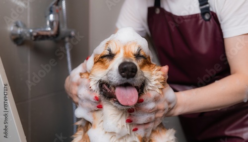 Corgi gets a bath with bubbles in a bathroom setting during the day with a person shampooing its fur