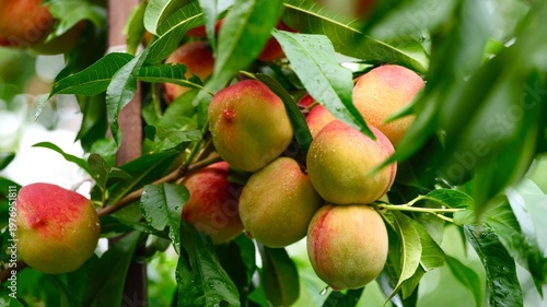 Organic peaches with water drops growing on a peach tree after rain. Close-up