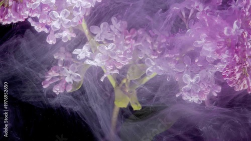 Clustered petals with trailing purple mist over black background, close macro of translucent blooms and gentle vapor creating serene floral veil ideal
