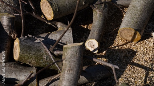 Pile of freshly cut wooden logs and branches on the ground