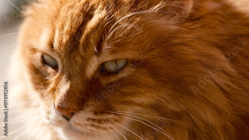 Portrait of a ginger long-haired cat outdoors. Close-up