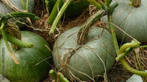 Freshly harvested pale green pumpkins lying on on a bed of dry straw.
