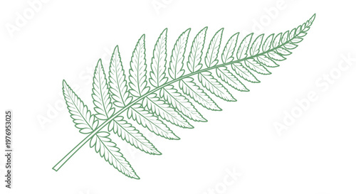 Green fern leaf illustration isolated on white background botanical nature