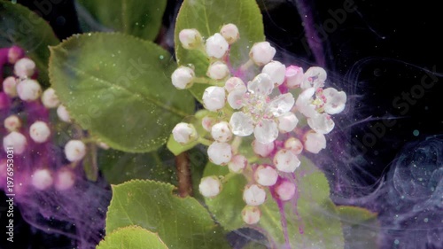 White bloom with pink buds and glossy green leaves suspended in pale purple ink, intimate macro study of pollen speckled centers and fine leaf veins,