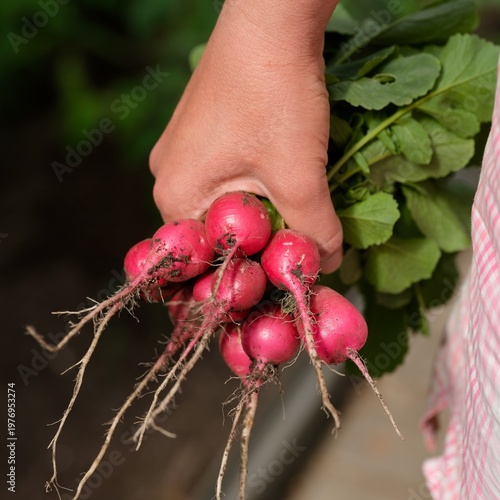 Close-up shot of a bunch of fresh harvested radishes in woman hand.