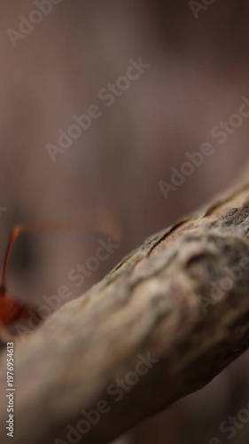 ants on a tree