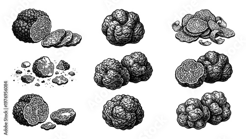 Truffle mushroom set with sliced and whole black fungus engraving