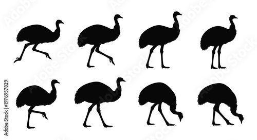 Black Emu Walking Running Poses Silhouette Set Vector Illustration Collection Isolated on White Background