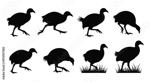 Black Weka Takahe Flightless Bird Silhouette Set Vector Illustration Collection Isolated on White Background