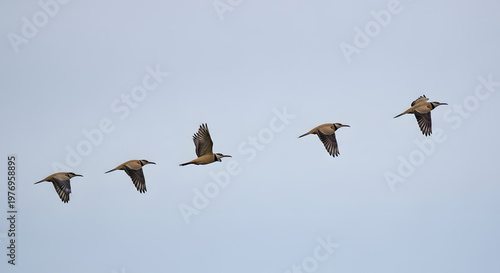 A flock of birds flying in a diagonal line against a clear sky