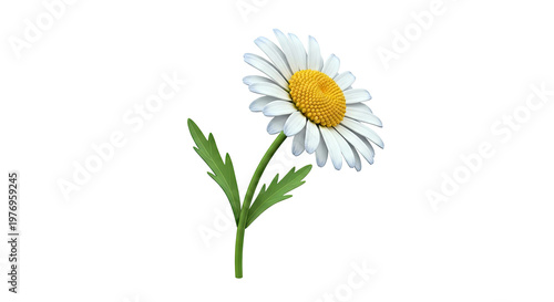Single Daisy Flower with Green Stem and Leaves