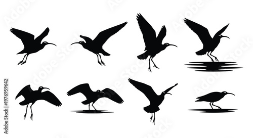 Black Heron Wading Bird Silhouette Set Vector Illustration Collection Isolated on White Background