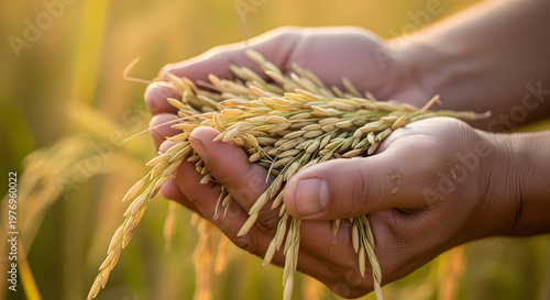 A close up of hands holding a bounty of harvested rice grains