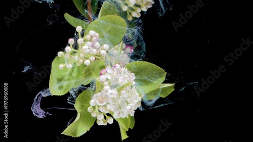 White spring blossom with fresh green leaves floating through cyan and purple ink streams on black, botanical macro capturing dew textures and gentle