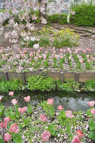 日本の神奈川県横浜市の江川せせらぎ緑道の桜とチューリップ
