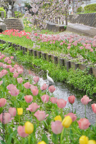 日本の神奈川県横浜市の江川せせらぎ緑道の桜とチューリップ