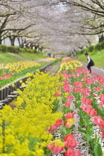 日本の神奈川県横浜市の江川せせらぎ緑道の桜とチューリップ